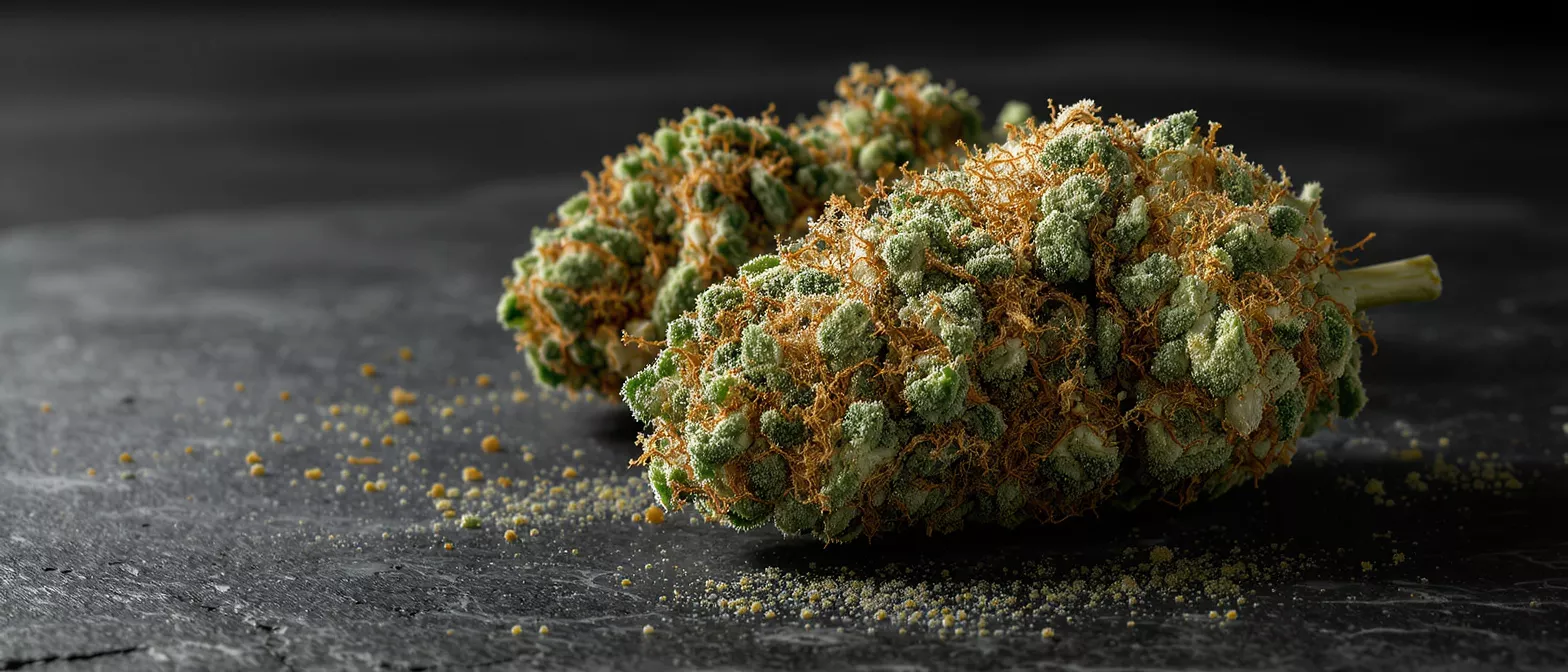 Two vibrant cannabis buds with orange hairs and trichomes on a dark surface.