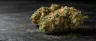 Sour Tangie cannabis strain close-up buds
