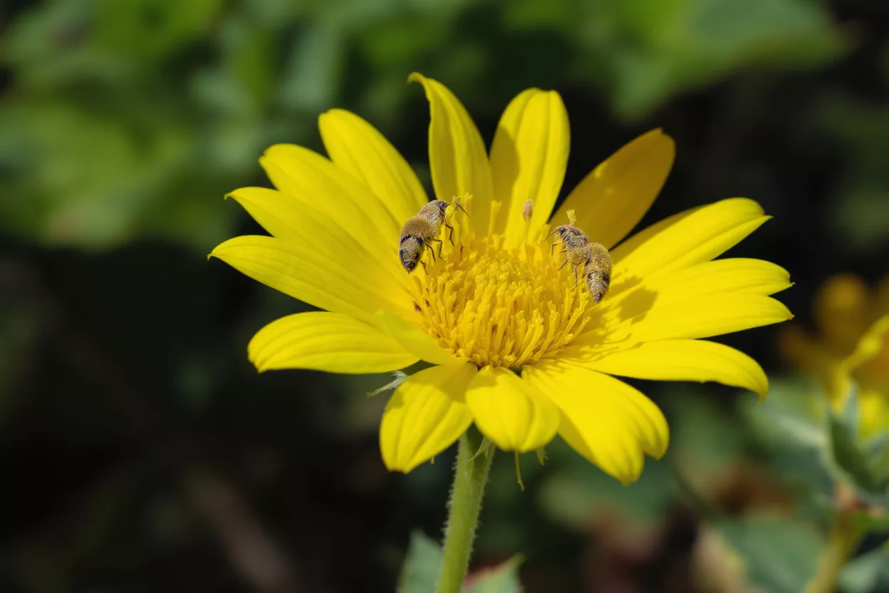 Two bees collecting nectar from a vibrant yellow flower with a dark green background.
