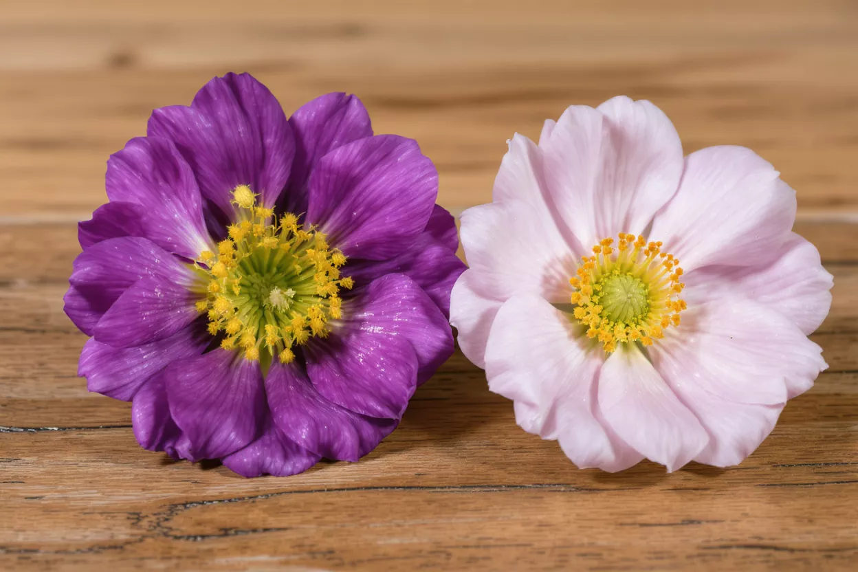 Two vibrant flowers, one purple and one light pink, on a wooden surface.