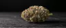 Sundae Driver cannabis buds close-up