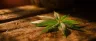 THCP cannabinoid molecular structure cannabis Canada