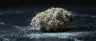 Thin Mint cannabis strain dense frosty buds