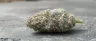 White Rhino cannabis buds covered in white trichomes