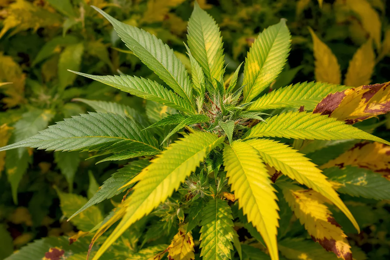Close-up of a cannabis plant with vibrant green and yellowing leaves.