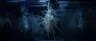 Cannabis roots suspended in aeroponic misting chamber