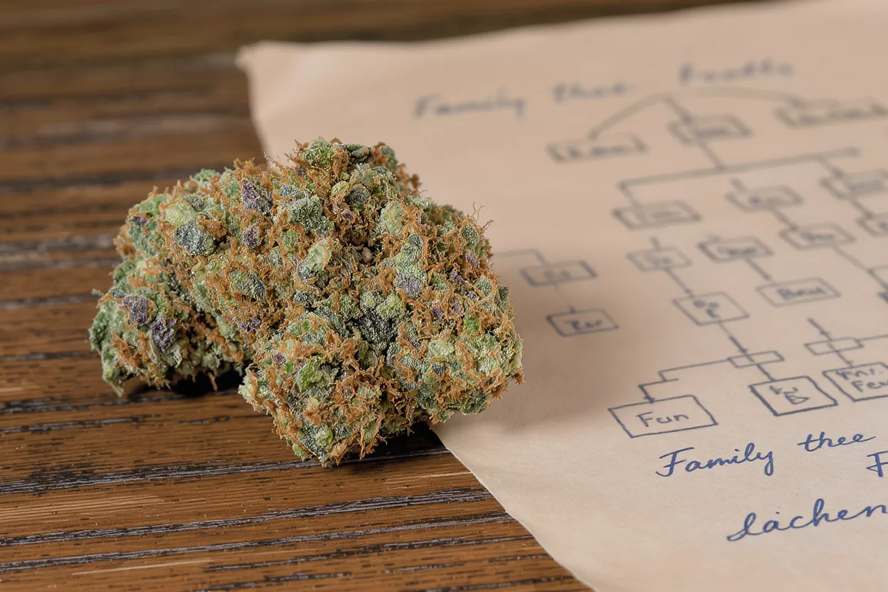 Close-up of a vibrant cannabis bud next to a handwritten family tree diagram.