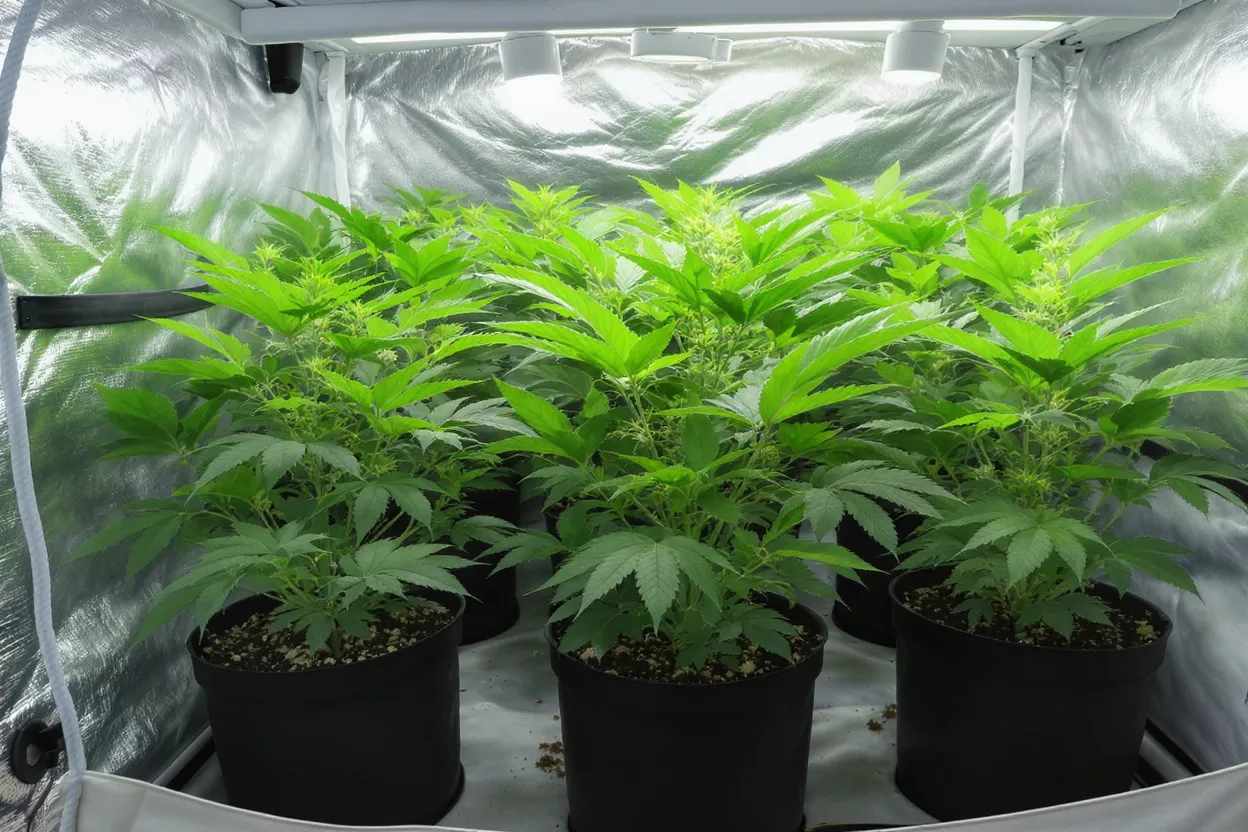 Plantes de cannabis vertes et luxuriantes prospérant dans une tente de culture réfléchissante sous des lumières vives.
