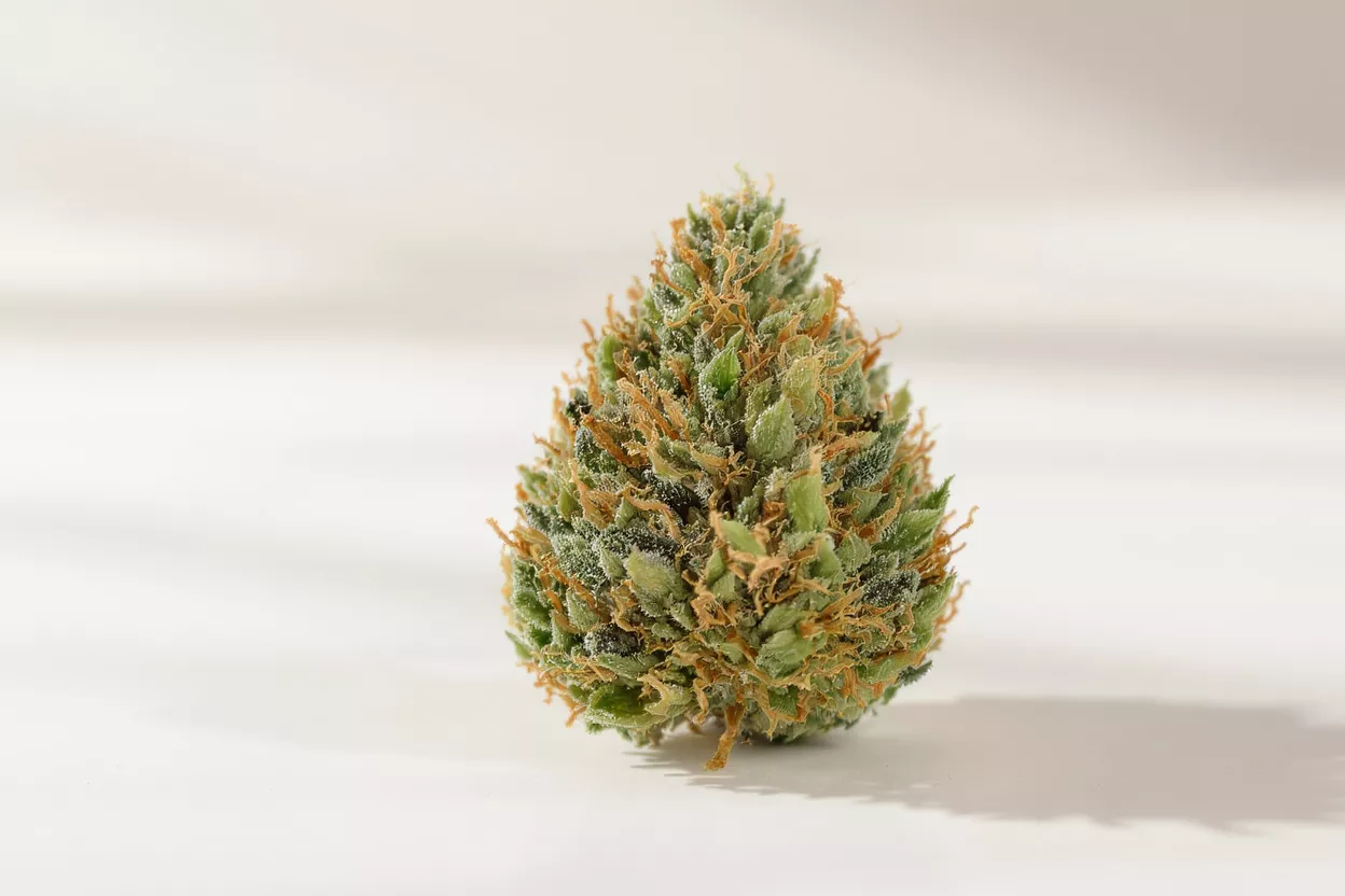 Primer plano de una yema de cannabis Un primer plano detallado de una yema de cannabis sobre un fondo claro