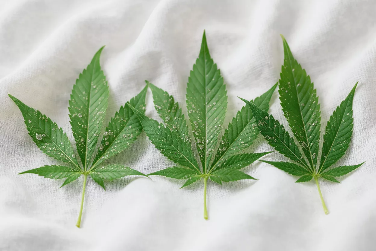 Arreglo de Hojas de Cannabis Tres hojas de cannabis dispuestas sobre una superficie blanca