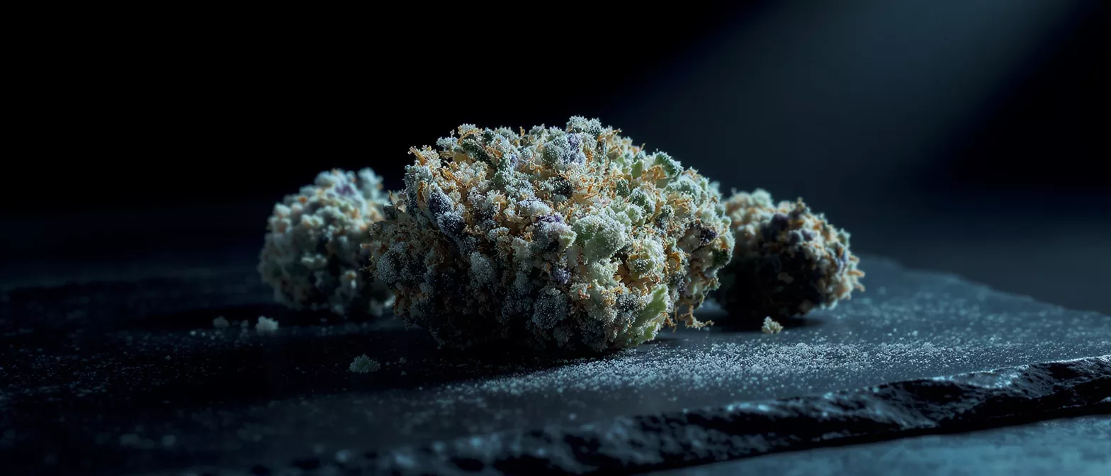 Gros plan de trois boutons de cannabis riches en trichomes sur une surface d'ardoise sombre.