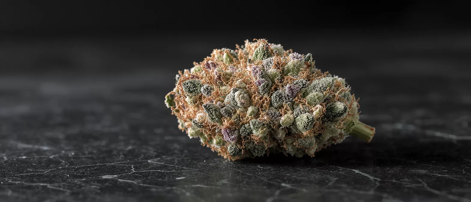 Close-up of a cannabis bud with trichomes on a dark, textured surface.
