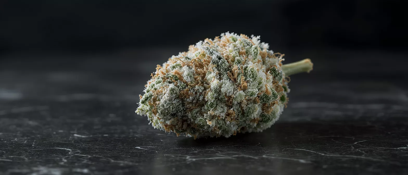 Primer plano de un cogollo de cannabis escarchado sobre una superficie oscura y texturizada.