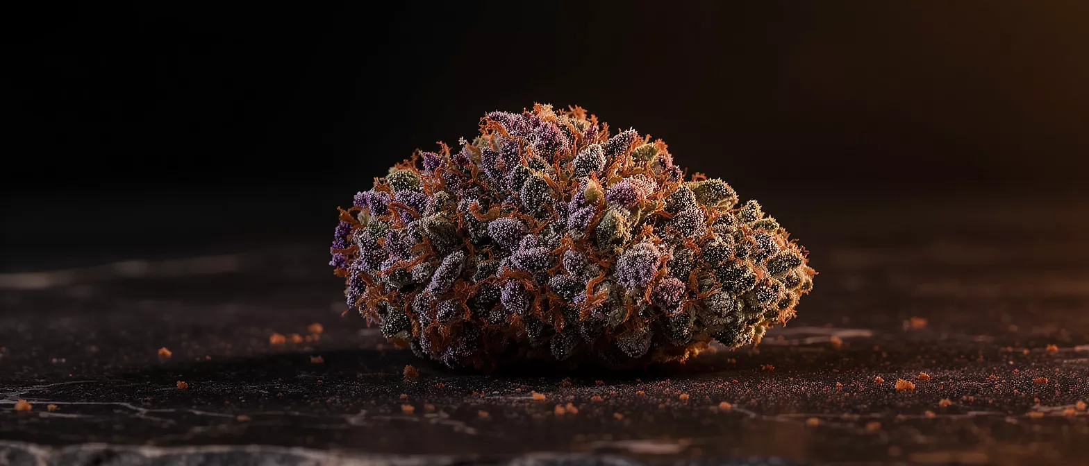 Close-up of a purple cannabis bud with orange hairs on a dark background.