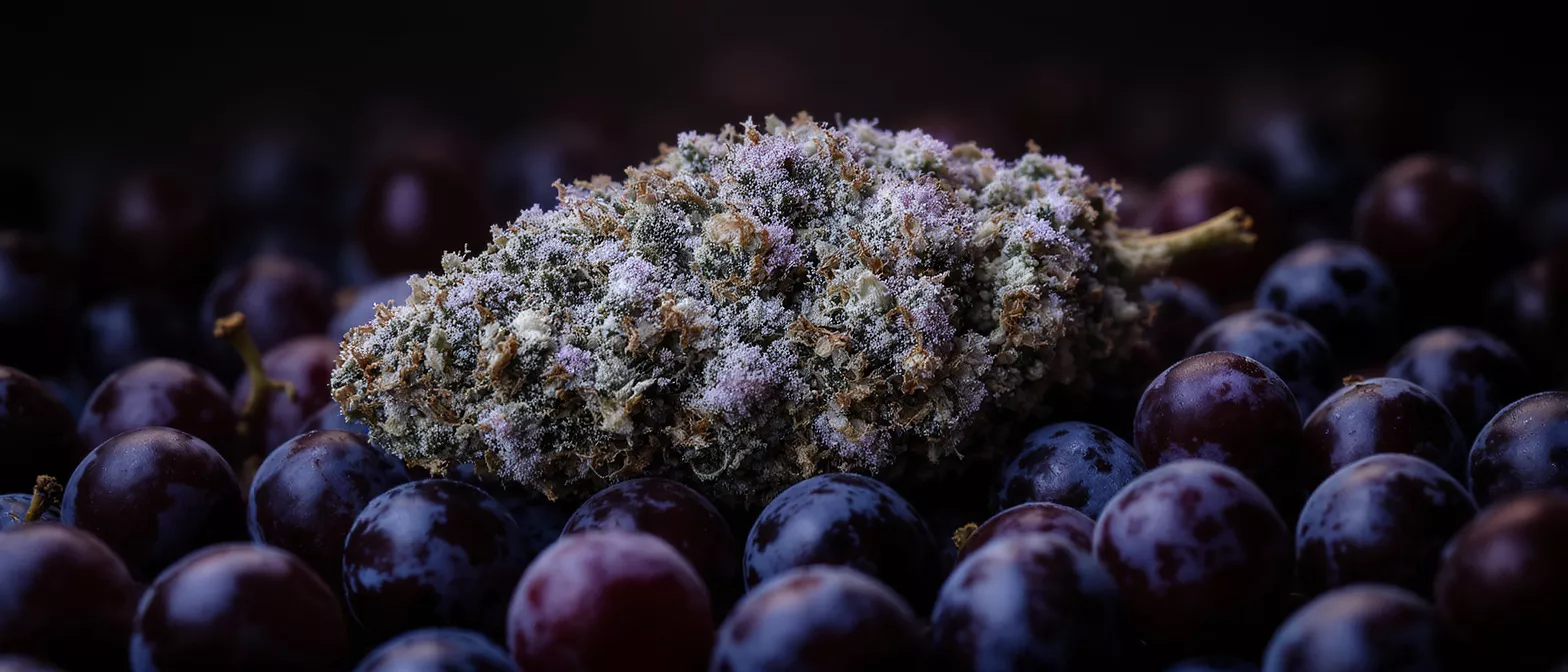 Close-up of a frosty cannabis bud with purple hues nestled among dark grapes.
