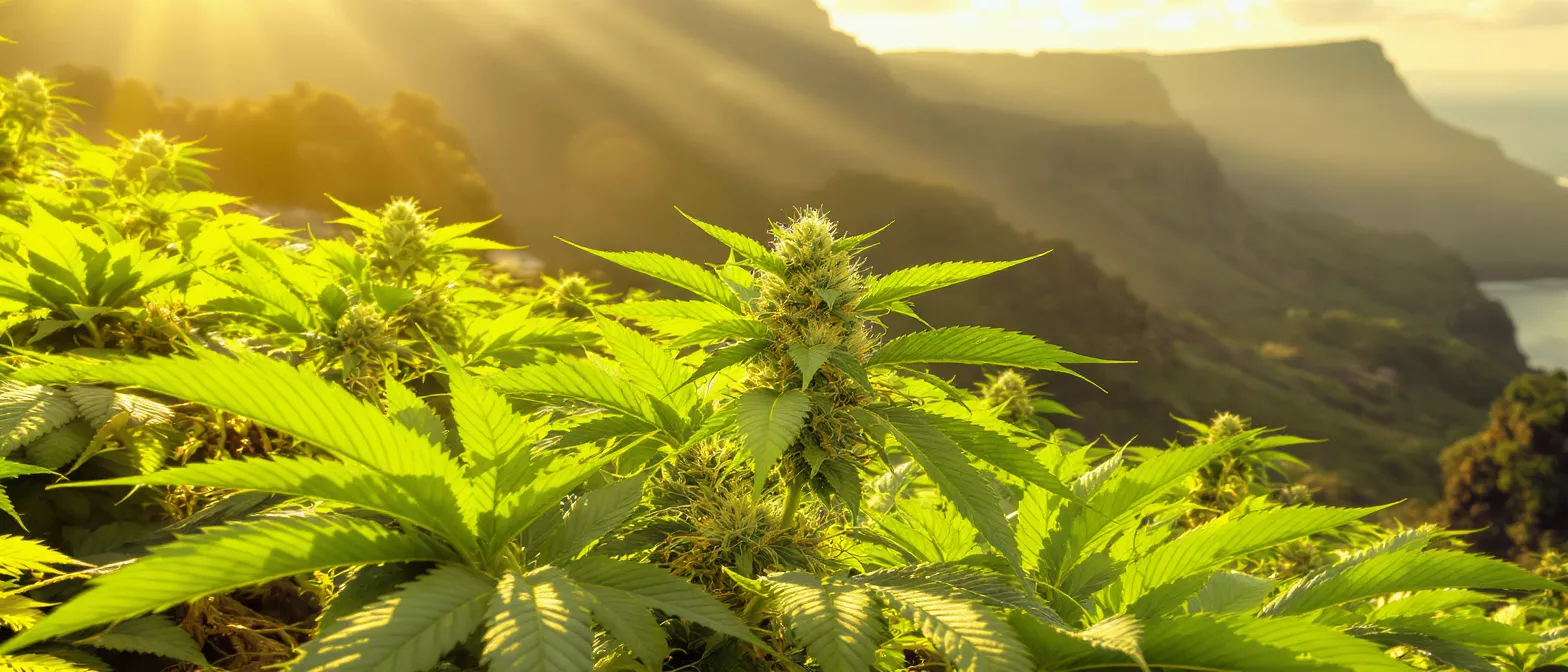 Lush green cannabis plants with buds under golden sunrays over mountains and ocean.