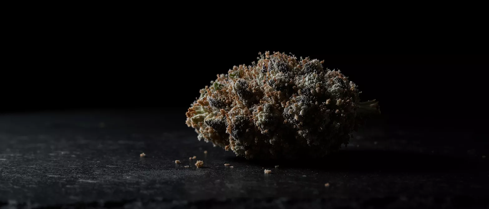 Close-up of a cannabis bud covered in trichomes on a dark surface.