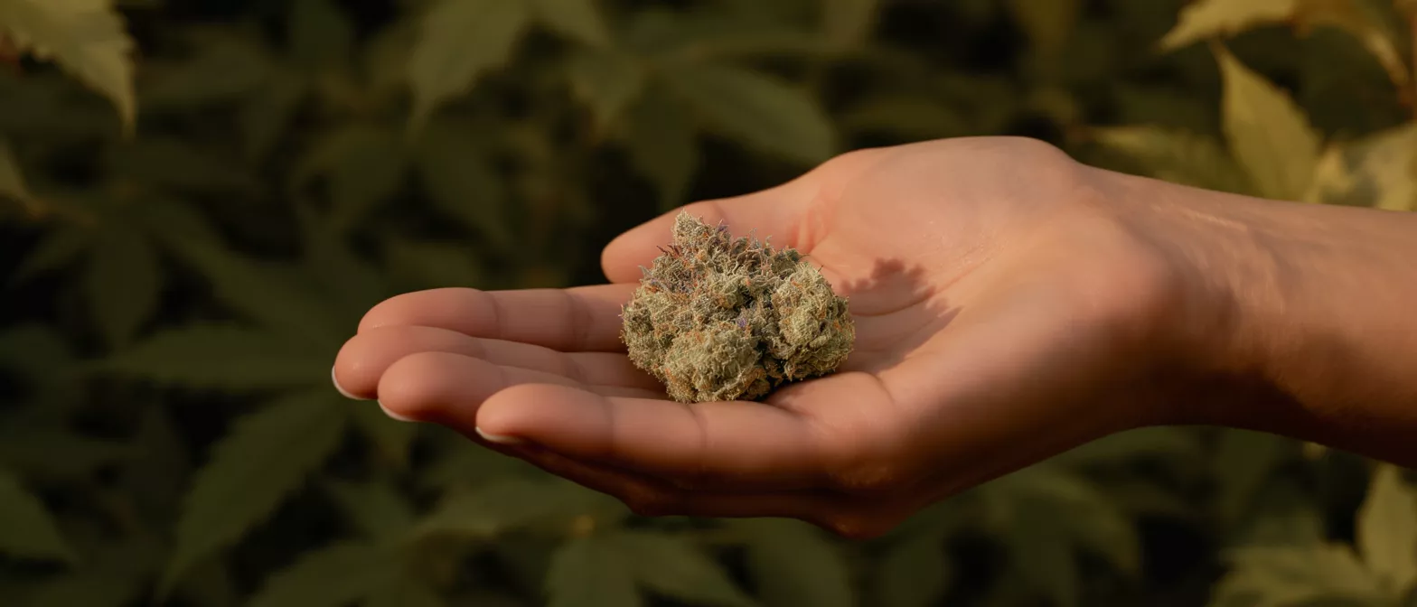 A hand gently holding a single, dense cannabis bud against a leafy background.