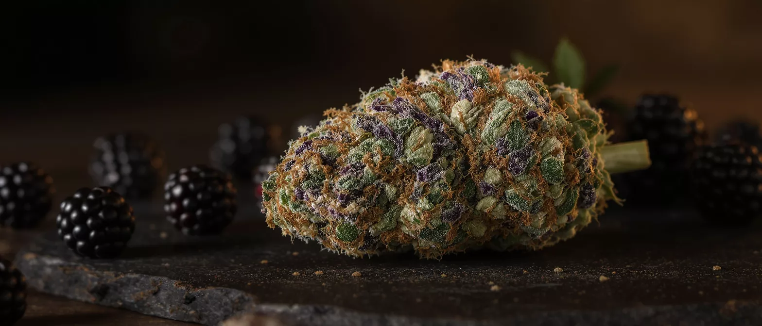 A vibrant Blackberry Kush cannabis bud with purple and green hues, surrounded by fresh blackberries.