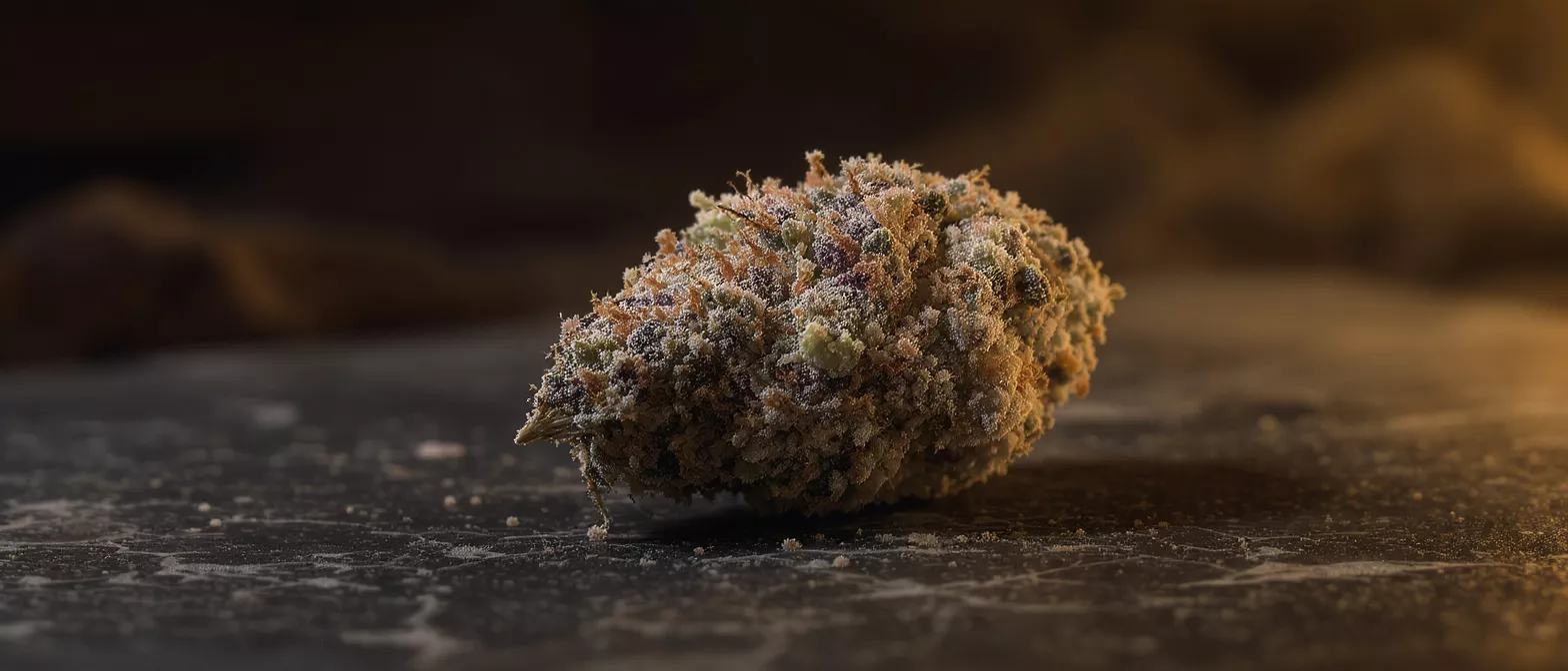 Close-up of a dense, trichome-rich cannabis bud on a dark, textured surface.