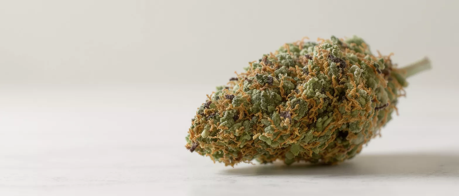 Close-up of a dense cannabis bud on a light background