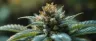 Cannabis flower trichomes under magnification showing resin heads