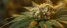 707 Headband cannabis buds showing dense structure and trichome coverage