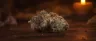 Bubba Kush cannabis buds close-up