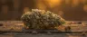 AK 47 cannabis strain dense green buds close up