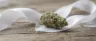 Wedding Crasher cannabis strain dense hybrid flower