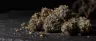 Gushers cannabis strain purple frosted buds
