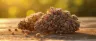 Sunset Sherbet cannabis buds with purple and orange hues