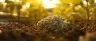 GMO strain dense cannabis bud close-up