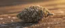Biscotti cannabis strain dense trichome-covered buds