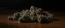 Gary Payton strain dense frosty cannabis flower close-up