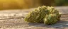 Close-up of Green Crack cannabis buds with trichomes