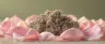 Pink Runtz cannabis buds close-up