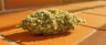 Tropicana Cookies cannabis buds close up