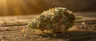 Jack Herer cannabis strain dense green buds