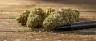 Permanent Marker cannabis strain dense frosty buds
