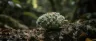 Jungle Cake cannabis buds covered in trichomes
