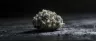 White Truffle cannabis strain dense resinous buds