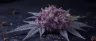 Granddaddy Purple cannabis buds with deep purple hues