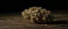 Dense frosty Motorbreath cannabis buds close up