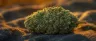 Chemdawg cannabis strain dense resinous buds
