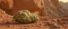 Afghan Kush cannabis flower with dense resinous buds
