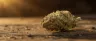 Close-up of Cheese strain cannabis buds