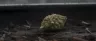 Trainwreck cannabis strain dense green buds