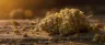 Amnesia Haze cannabis buds close up