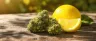 Super Lemon Haze cannabis buds close up